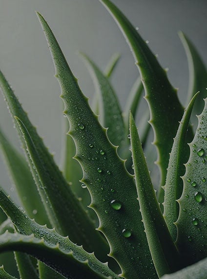 Aloe Vera