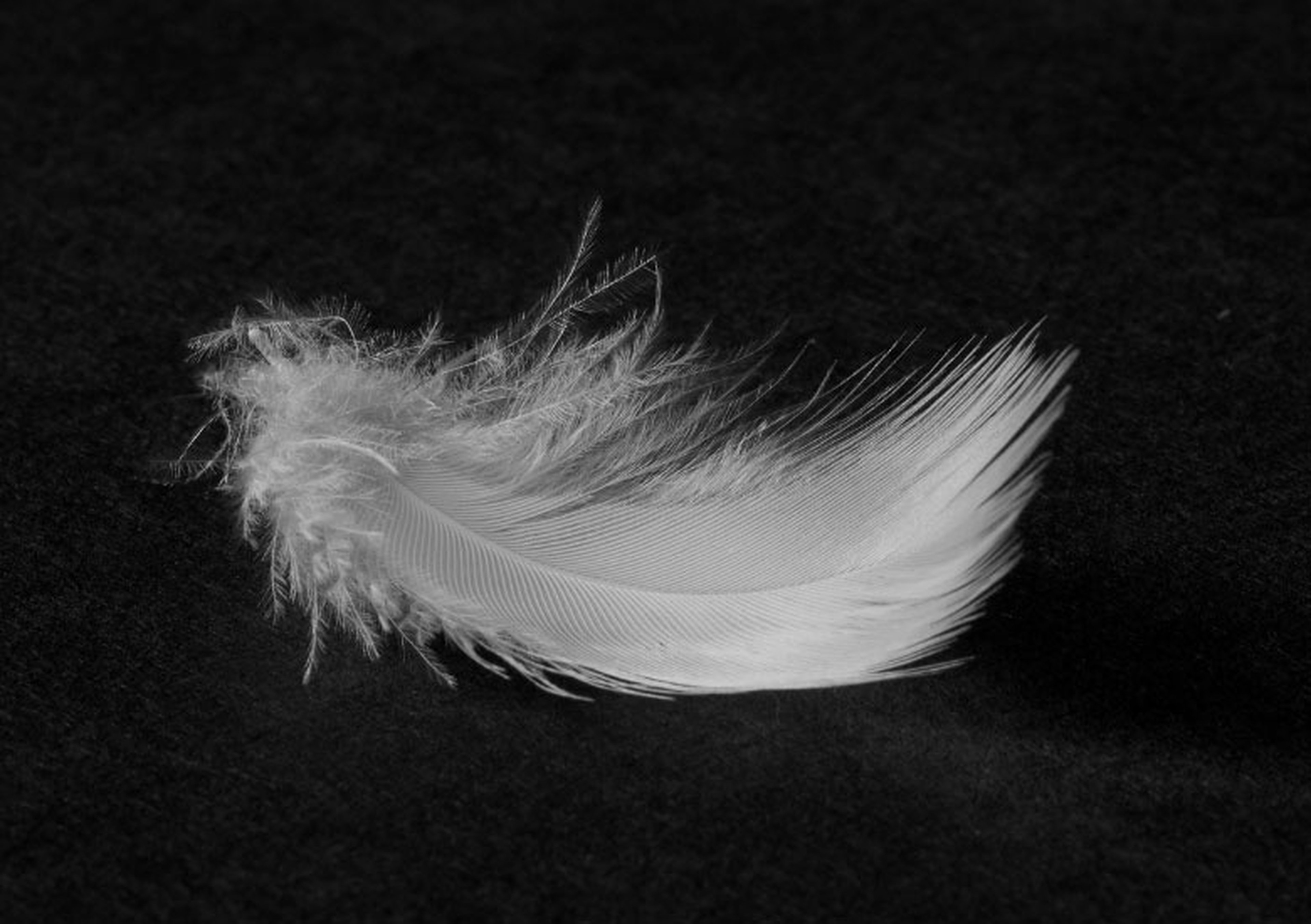 İleri Teknoloji ile Kaz Tüyü Konforu