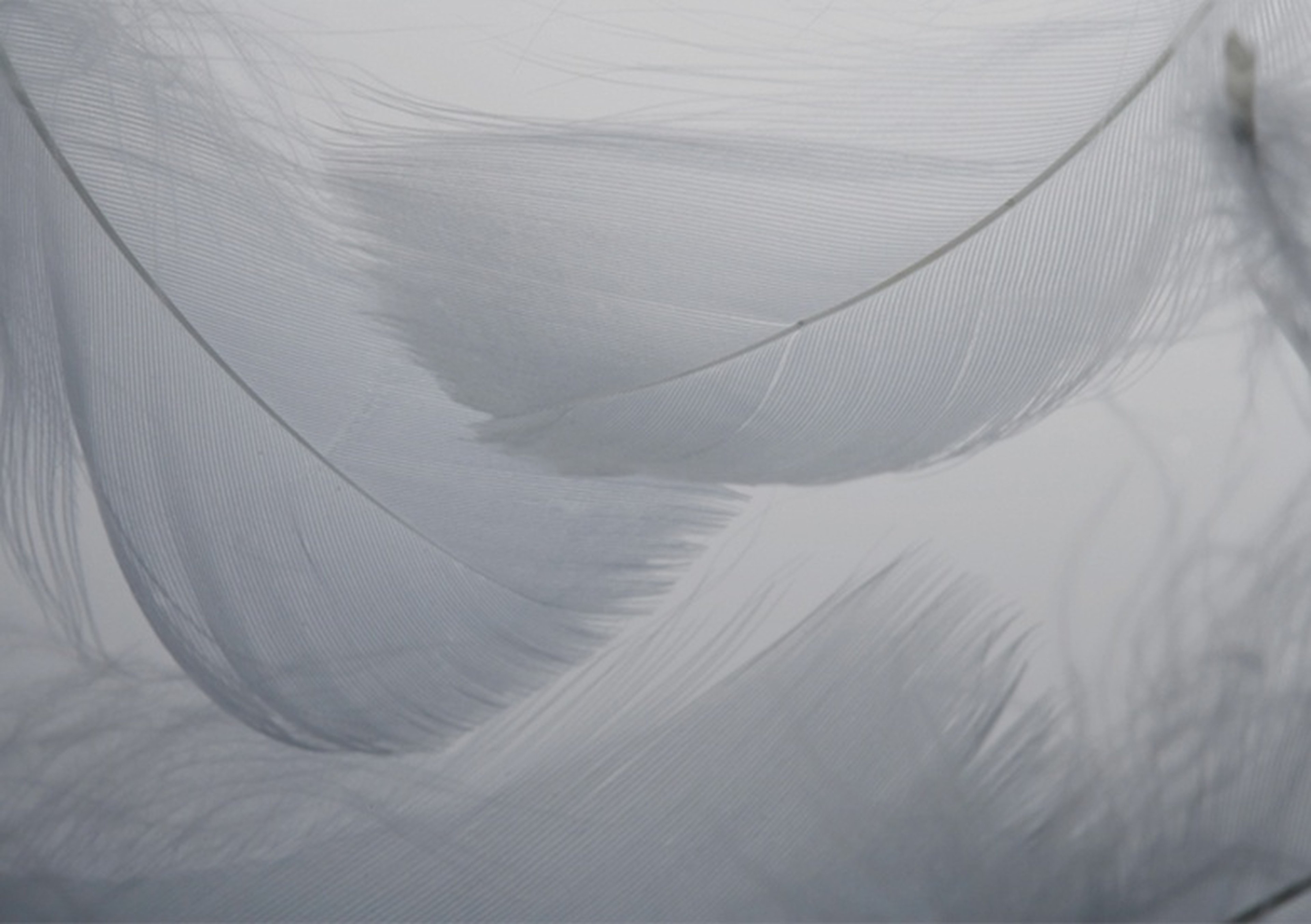 Kaz Tüyünün Doğal Sıcaklığıyla Sarılın