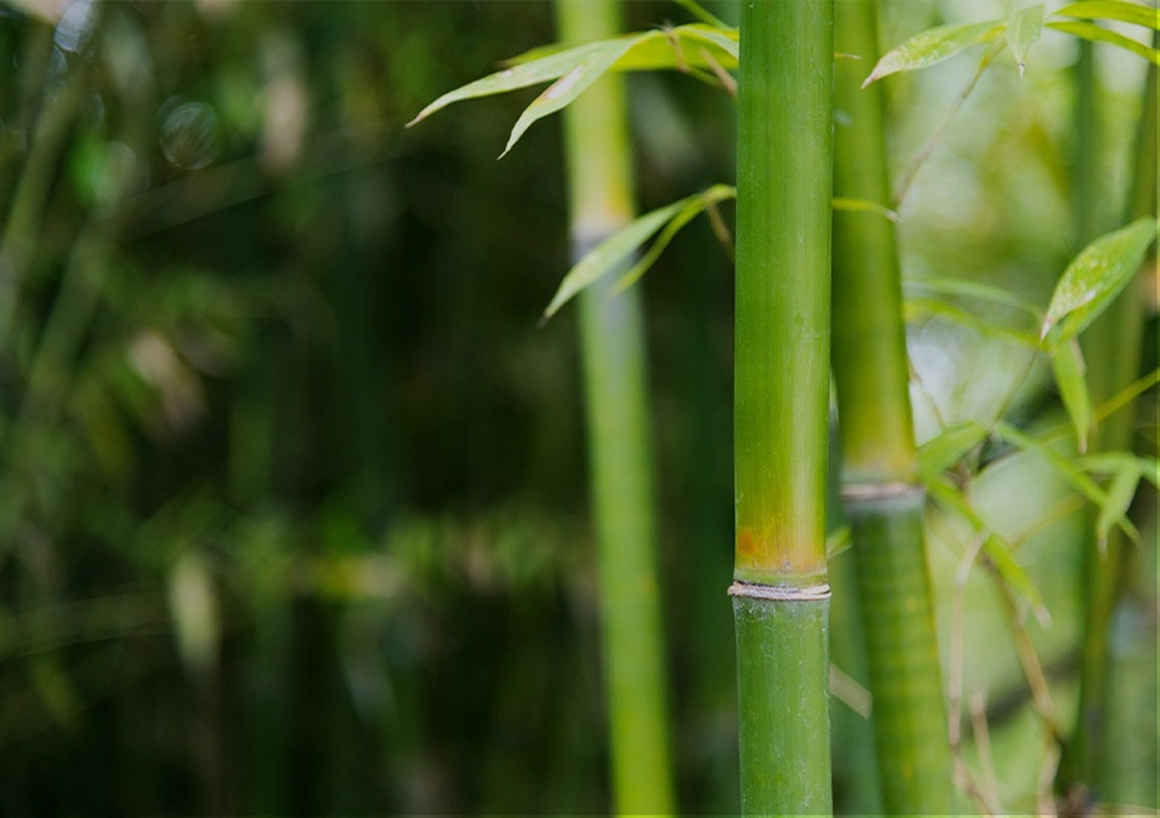 Doğal Koruma ve Serin Uyku Deneyimi